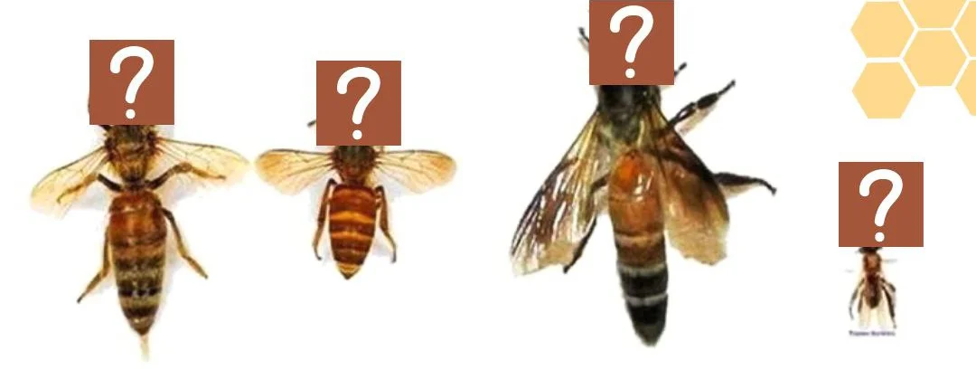 Honey Bees: They who produced the honey